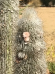 Cleistocactus strausii