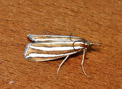 Hednota bivittella