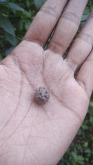 Dioscorea hispida