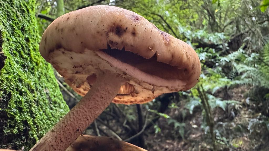 Cyclocybe parasitica · April 2025 · photo: © frankashwood (iNaturalist, cc-by)