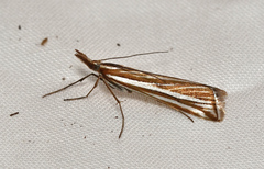 Hednota opulentellus