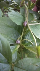 Dioscorea hispida