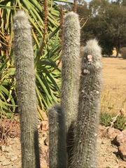 Cleistocactus strausii