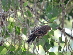 Haemorhous mexicanus