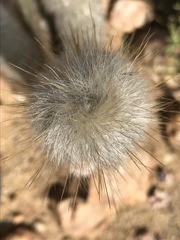 Cleistocactus strausii