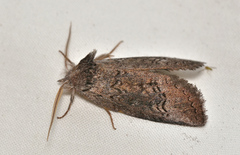 Hobartina amblyiodes