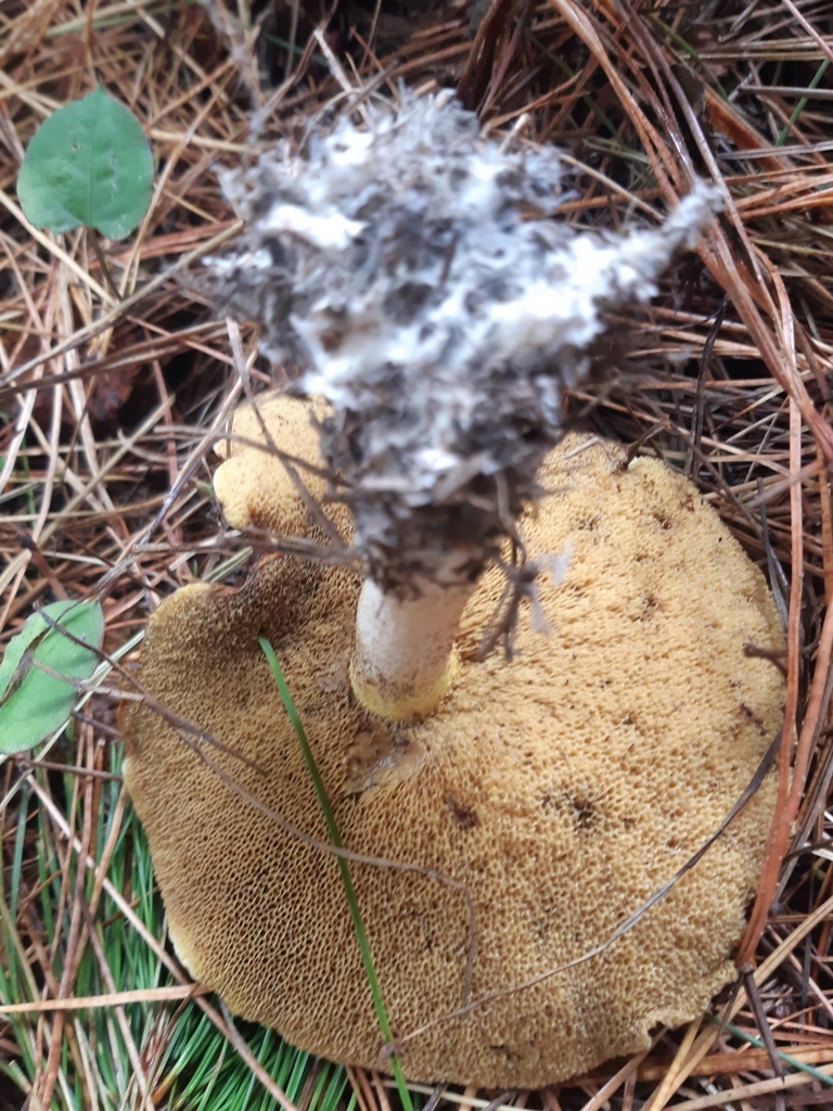 Suillus granulatus · April 2025 · photo: © georgecox (iNaturalist, cc0)