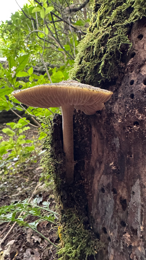 Oudemansiella colensoi