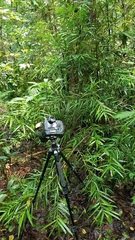 Podocarpus matudae jaliscanus