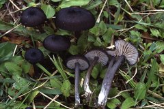 Entoloma corvinum