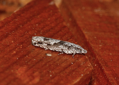 Holocola triangulana