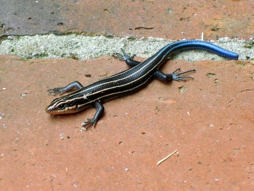 Plestiodon fasciatus