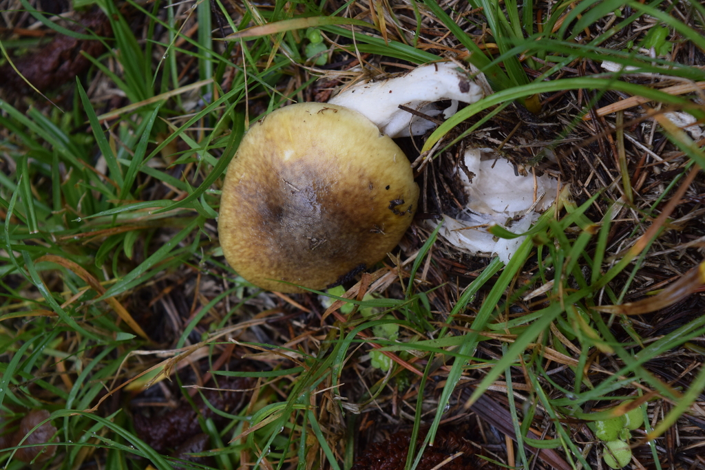 Amanita phalloides · April 2025 · photo: © davidwhyte (iNaturalist, cc-by-sa)