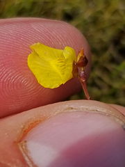 Utricularia ochroleuca