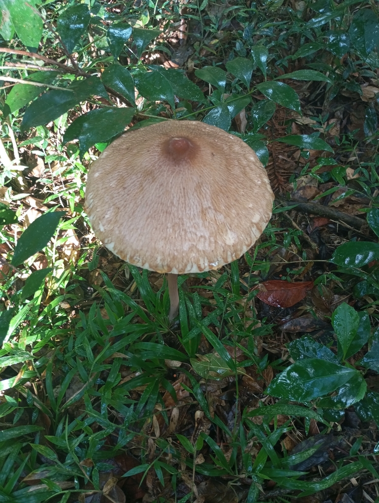 Macrolepiota capelariae · April 2025 · photo: © criscolodel (iNaturalist, cc-by)