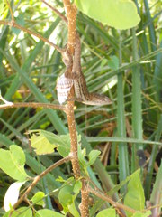 Anolis lineatus