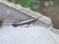 Coleophora deauratella