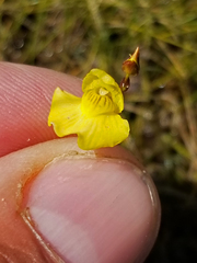 Utricularia ochroleuca