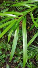 Podocarpus matudae jaliscanus