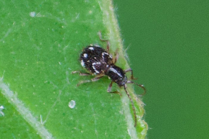 Niptinus ovipennis