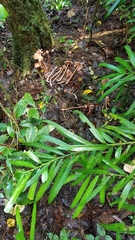 Podocarpus matudae jaliscanus