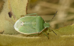 Chlorochroa granulosa