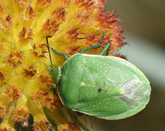 Chlorochroa granulosa