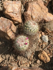Mammillaria bombycina