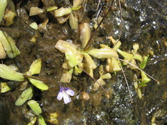 Pinguicula macroceras