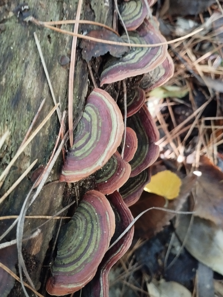 Stereum ostrea · April 2025 · photo: © geoffr (iNaturalist, cc0)