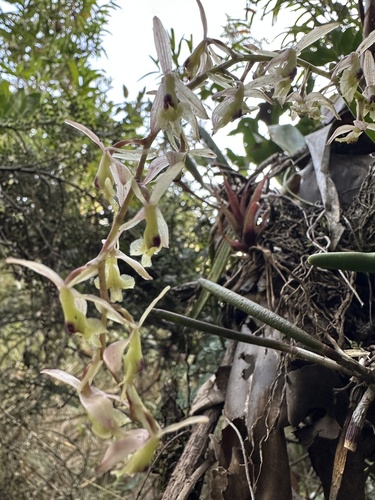 Epidendrum moritzii, photograph 1