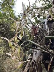 (c) Nicolás Baresch Uribe, some rights reserved (CC BY) Epidendrum moritzii, photograph (c) Nicolás Baresch Uribe, some rights reserved (CC BY)