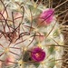 Silken Pincushin Cactus - Photo (c) David Hoare, some rights reserved (CC BY-NC), uploaded by David Hoare