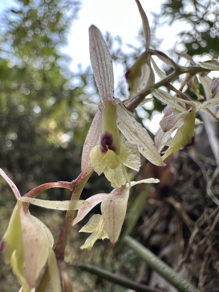 Epidendrum moritzii; photograph (c) Nicolás Baresch Uribe, some rights reserved (CC BY)