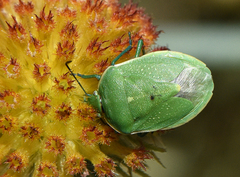 Chlorochroa granulosa