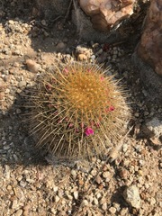 Mammillaria bombycina
