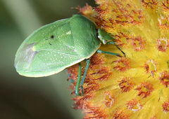 Chlorochroa granulosa