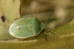 Chlorochroa granulosa