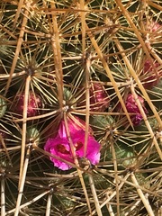 Mammillaria bombycina