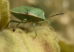 Chlorochroa granulosa