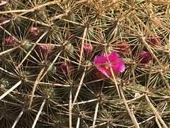 Mammillaria bombycina