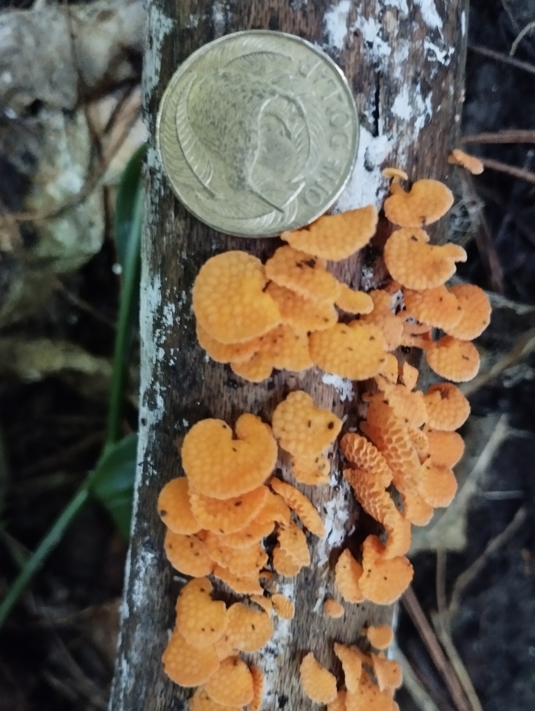 Favolaschia claudopus · April 2025 · photo: © geoffr (iNaturalist, cc0)