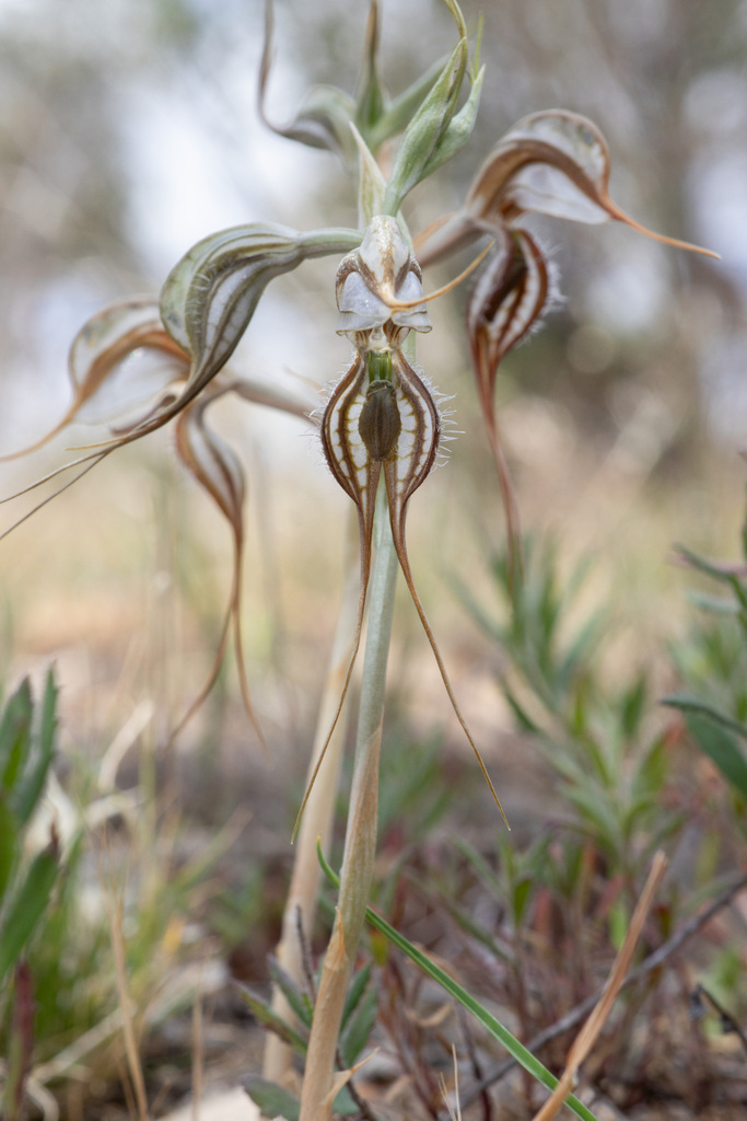 Pterostylis biseta