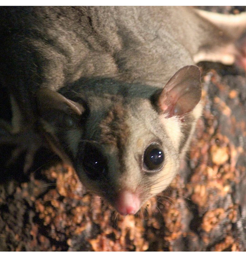Inland Sugar Glider