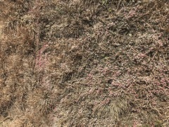 Helichrysum caespititium