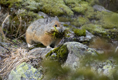 Turkestan Red Pika photo 2