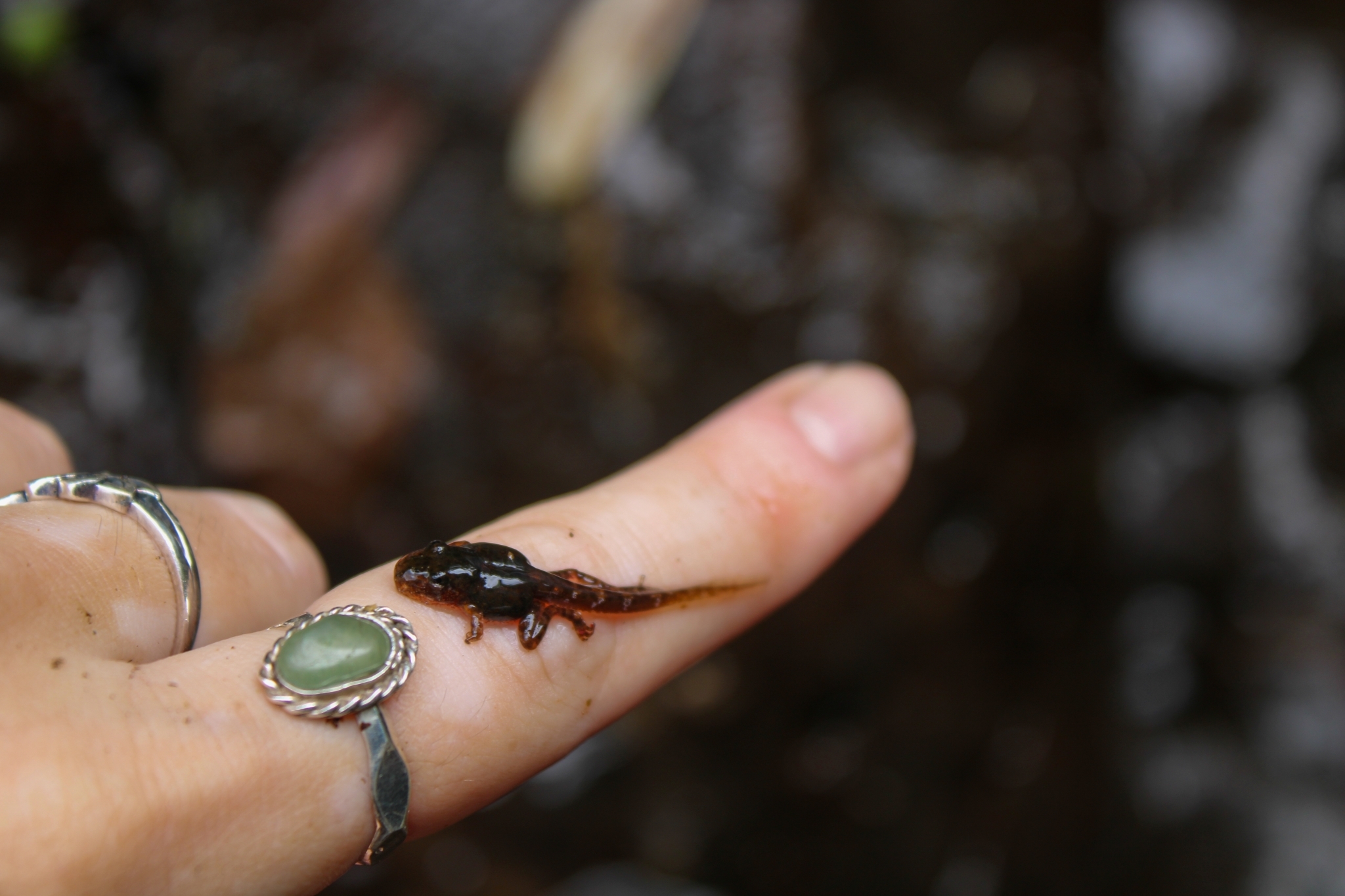 Brazilian River Frog