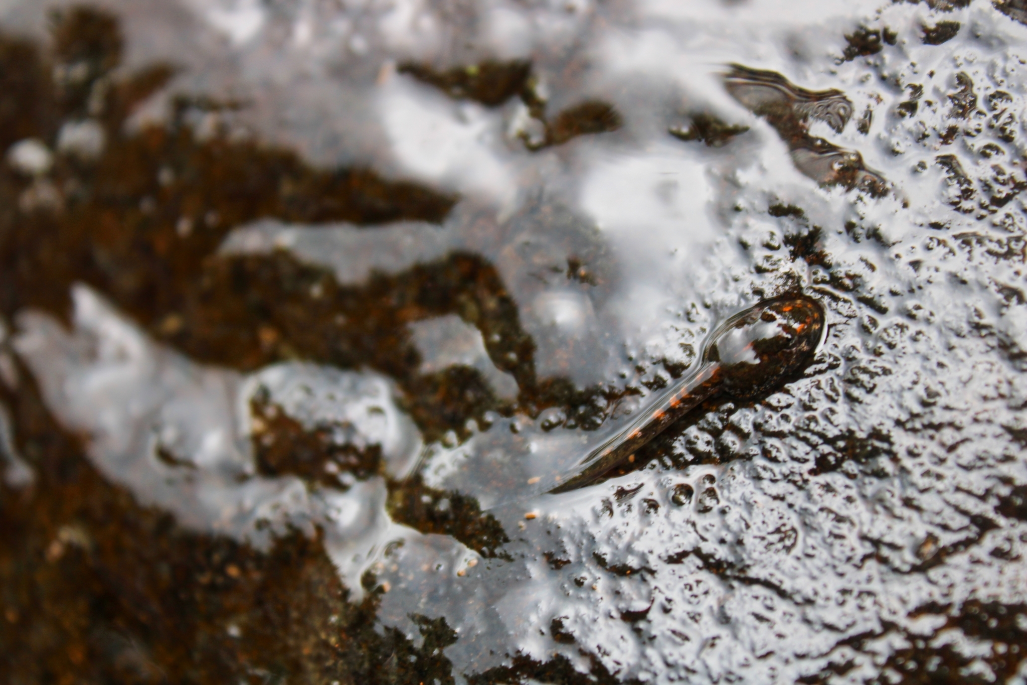 Brazilian River Frog photo 2