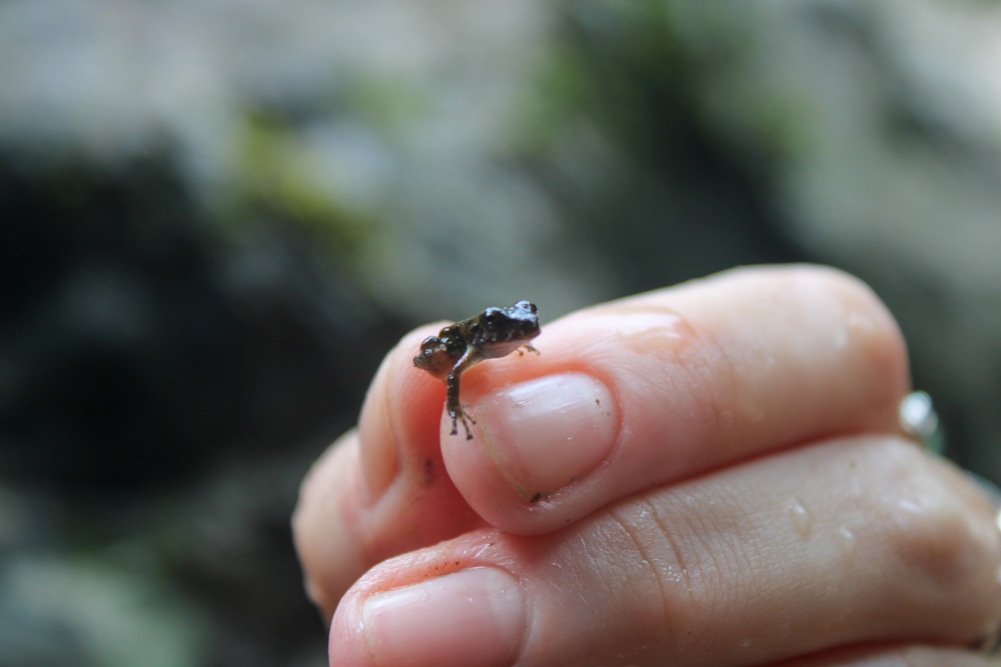 Brazilian River Frog photo 3