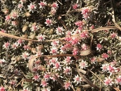 Helichrysum caespititium